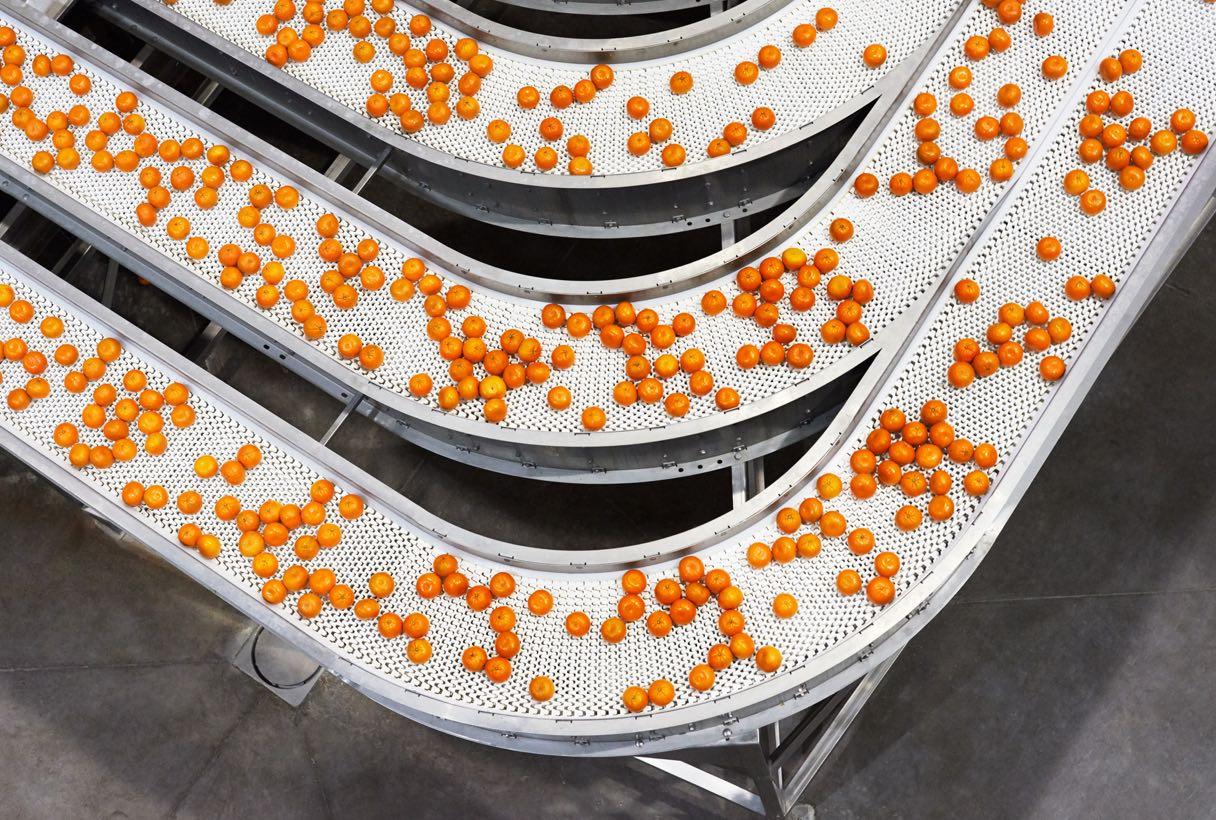 An overhead shot of oranges on a conveyor belt