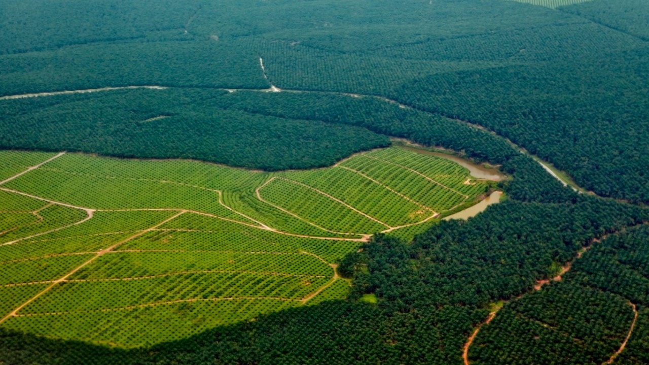 Plantation de palmiers à huile à Bornéo, en Malaisie, sur des terres récemment déboisées