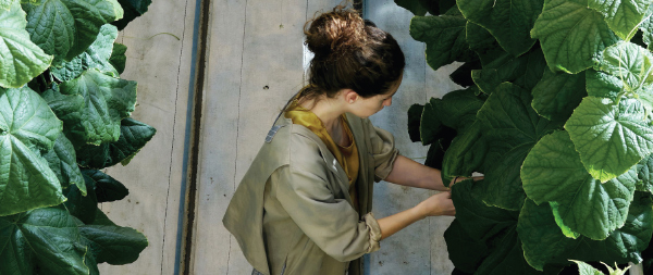 Woman analyzing the leafs of a plant on an indoors plantation
