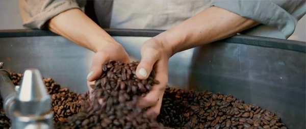 Hands holding coffee beans on top of a big coffee container