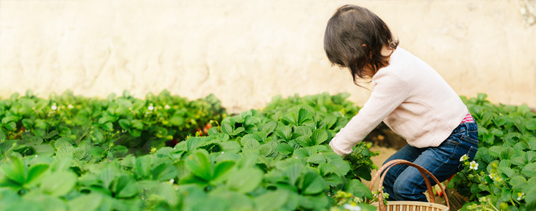 A little girl with basket picks vegetables in a garden