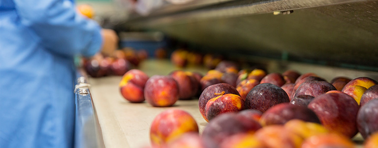 Peaches on a conveyor are examined by a worker