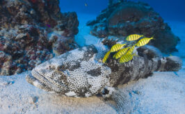 Malabar Grouper and Pilotfishes, Epinephelus malabaricus, Ulong Channel, Micronesia, Palau
