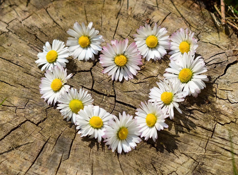 daisy-heart-flowers-flower-heart1
