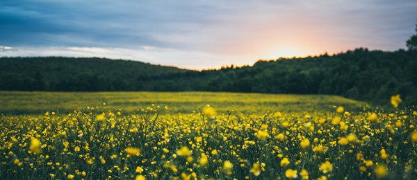 Svenska THINK Bloggen den