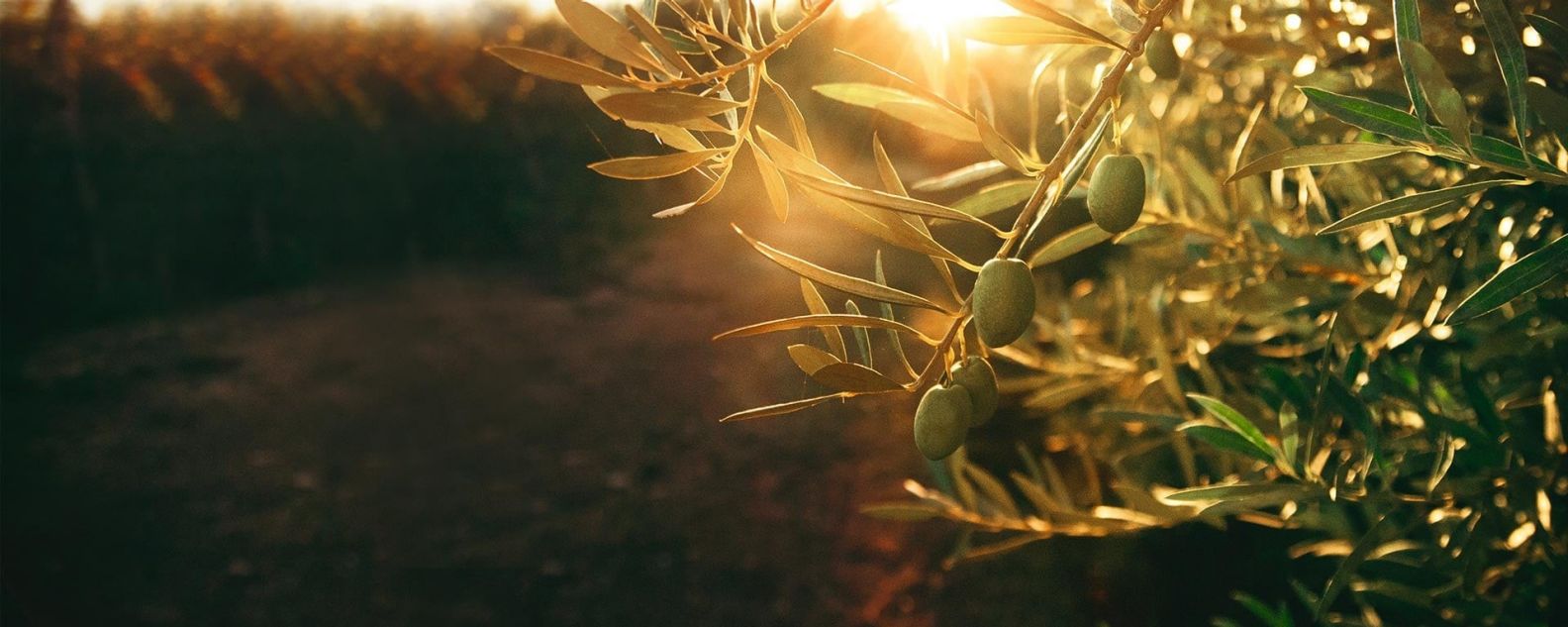 Un albero d'ulivo al tramonto 