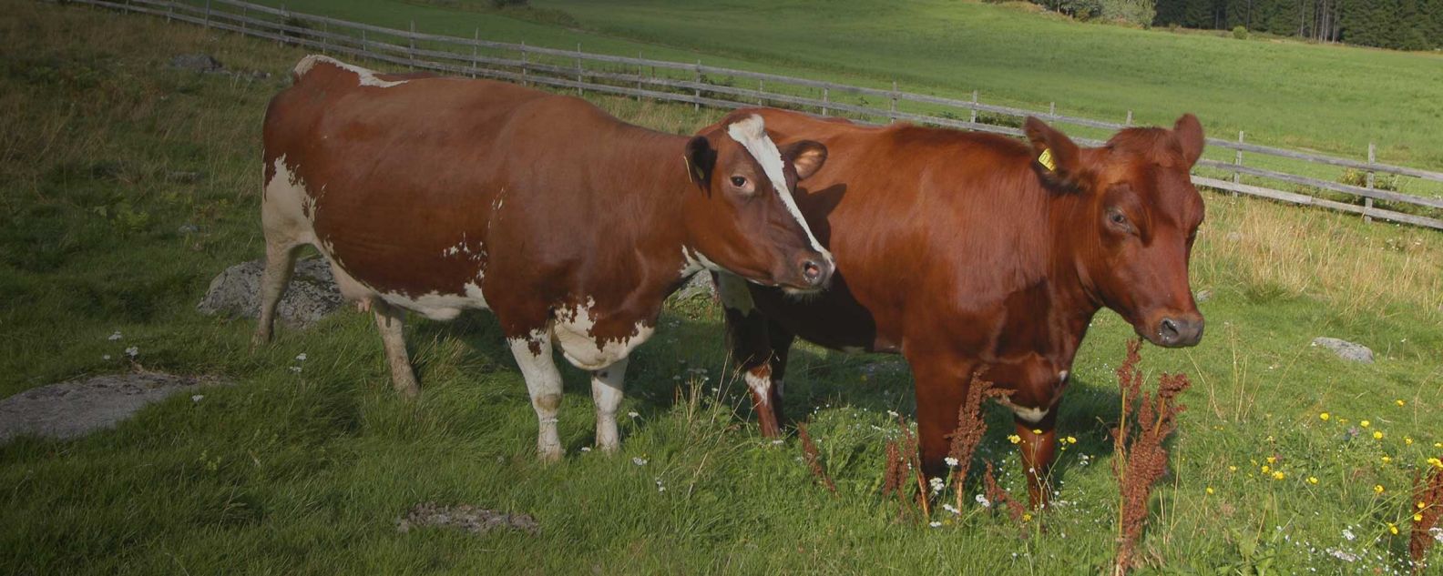 Mucche in un pascolo in Norvegia