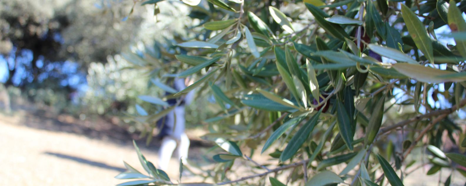 Olives tree. Image to illustrate web customer story for Deoleo