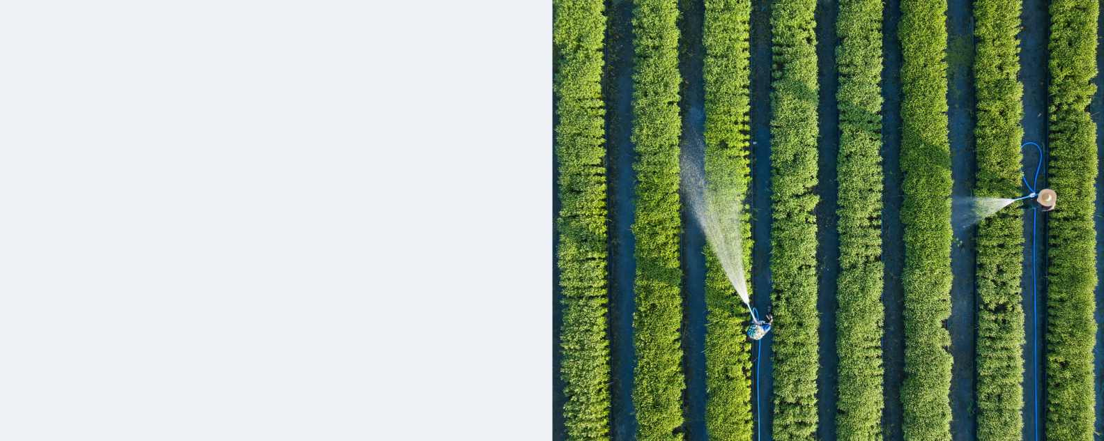 Vista dall'alto di agricoltori che innaffiano degli ortaggi disposti in file utilizzando un tubo flessibile
