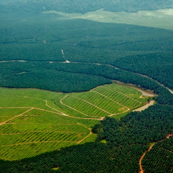 Imágenes aéreas que muestran un campo con árboles 