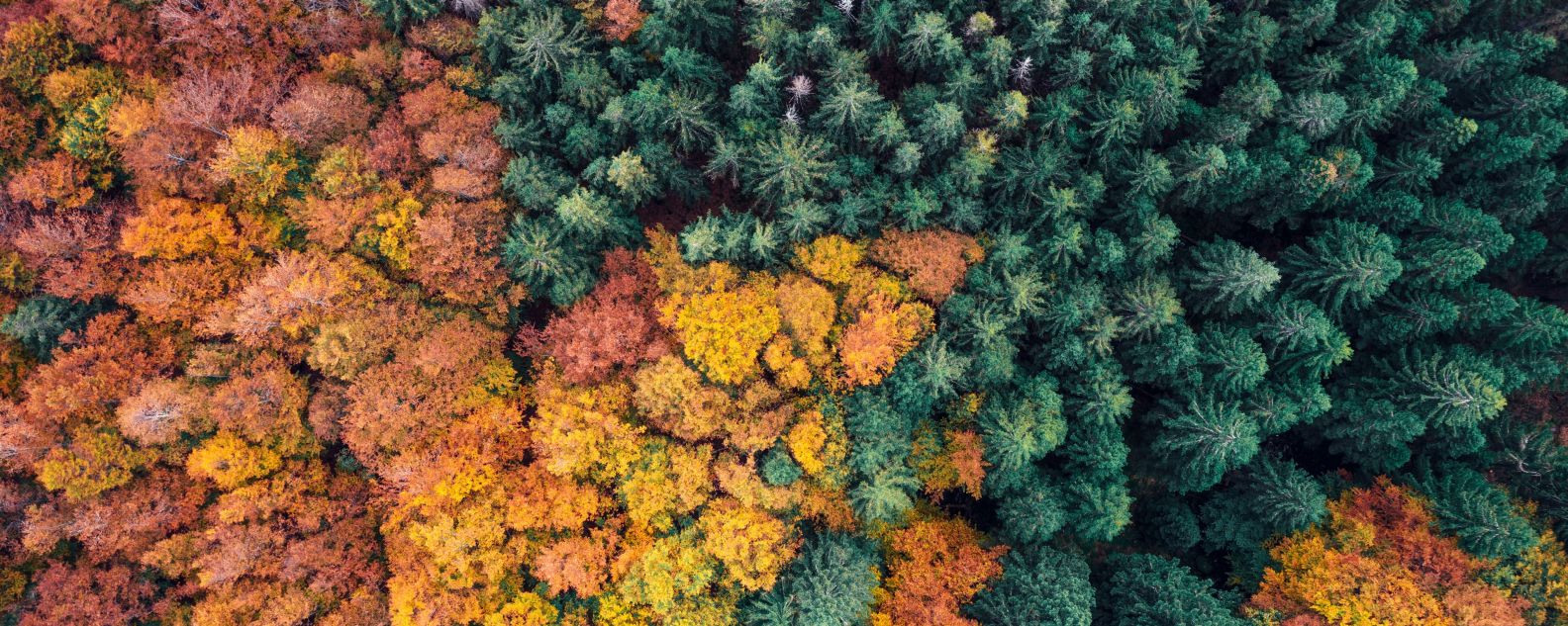 Aerial view of a forest in autumn