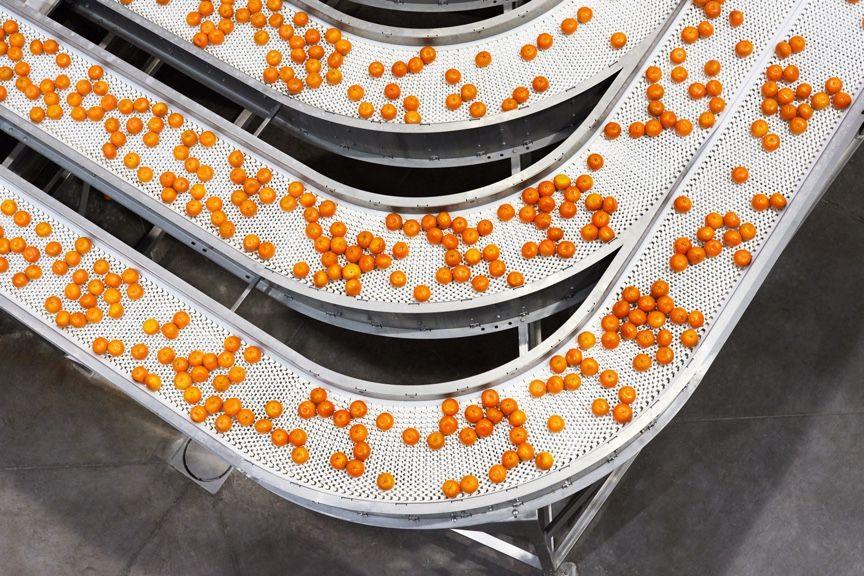 tangerines flow on three conveyor belts