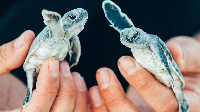 A volunteer gently holds baby turtle hatchlings to protect them from predators, ensuring they will make it to the ocean