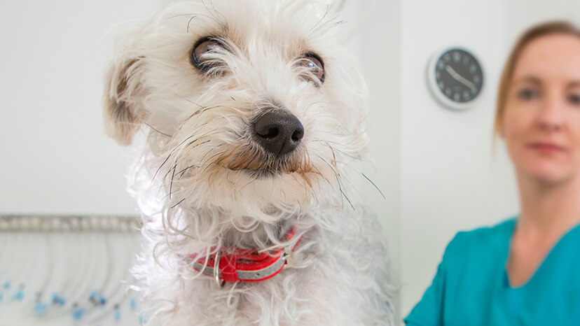 A close-up on the face of a white poodle, terrier mix at an animal shelter as the vet rescue volunteer assistant looks on