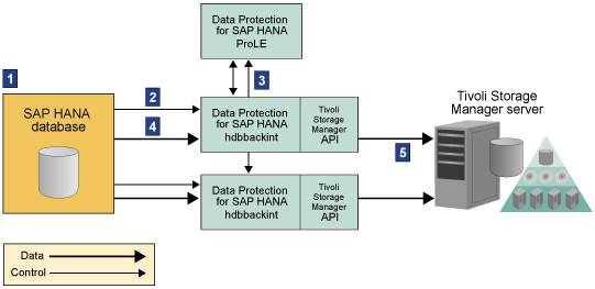The graphic shows the entities and interactions between SAP HANA and the IBM Spectrum Protect through the Data Protection for SAP HANA hdbbackint interface. Interactions are numbered 1-5 according to their sequence during a backup operation.